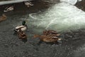 Wild ducks in a winter pond