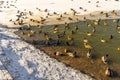 Wild ducks in the winter pond