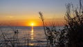 Wild dune plants with sunset over lake Michigan in background Royalty Free Stock Photo