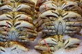 Wild Dungeness Crabs on Ice at Market Royalty Free Stock Photo