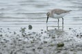 Dunlin in mud