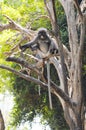 Wild dusky langur, dusky leaf monkey, spectacled langur, spectacled leaf monkey Trachypithecus obscurus in Thailand Royalty Free Stock Photo