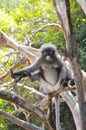 Wild dusky langur, dusky leaf monkey, spectacled langur, spectacled leaf monkey Trachypithecus obscurus in Thailand Royalty Free Stock Photo