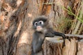 Wild dusky langur, dusky leaf monkey, spectacled langur, spectacled leaf monkey Trachypithecus obscurus in Thailand Royalty Free Stock Photo