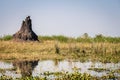 Wild eagle Royalty Free Stock Photo