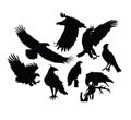 Eagle Bird Silhouettes