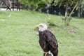 Wild eagle in captivity Royalty Free Stock Photo