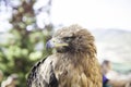 Wild eagle in captivity Royalty Free Stock Photo
