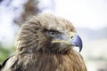 Wild eagle in captivity Royalty Free Stock Photo
