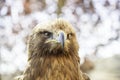 Wild eagle in captivity Royalty Free Stock Photo