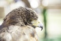 Wild eagle in captivity Royalty Free Stock Photo