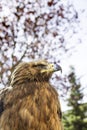 Wild eagle in captivity Royalty Free Stock Photo