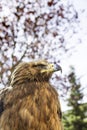 Wild eagle in captivity