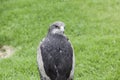 Wild eagle in captivity Royalty Free Stock Photo