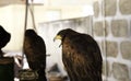 Wild eagle falconry Royalty Free Stock Photo