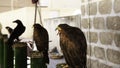 Wild eagle falconry Royalty Free Stock Photo