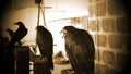 Wild eagle falconry Royalty Free Stock Photo