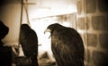 Wild eagle falconry Royalty Free Stock Photo