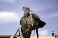 Wild eagle falconry Royalty Free Stock Photo