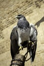 Wild eagle falconry Royalty Free Stock Photo