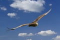 Wild eagle in flight