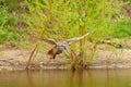 Wild Eagle Owl, the bird of prey flies with spread wings over a green lake. Looking for prey in the water. Sandy beach Royalty Free Stock Photo