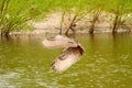 Wild Eagle Owl, the bird of prey flies with spread wings over a green lake. Looking for prey in the water. Sandy beach Royalty Free Stock Photo