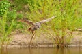 Wild Eagle Owl, the bird of prey flies with spread wings over a green lake.Sandy beach with grass in the background Royalty Free Stock Photo