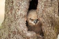 Wild eagle owl chick. Six weeks old bird sits in a hollow tree. The orange eyes look at you Royalty Free Stock Photo