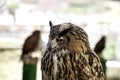 Wild eagle owl Royalty Free Stock Photo