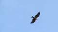 Wild eagle soars across a cloudless sky