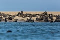 Wild eared seals colony otariidae in Namibia, water, coast