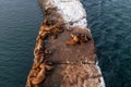 Sea animals shiuchi lie resting on a stone after hunting on a winter day. Wild eared seals rest on the rocks near the Royalty Free Stock Photo