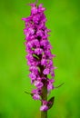 Wild Early Purple Orchid Orchis mascula isolated over