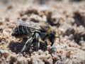Wild earthy leaf - cutting bees Megachilidae Royalty Free Stock Photo