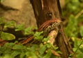 Wild Eastern Corn Snake Slithering Along in the Wild