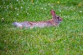 Wild Eastern cottontailed rabbit (Sylvilagus floridanus) resting in a Wisconsin field of clover