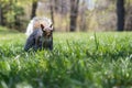 Wild eastern gray squirrel in the green grass