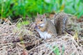 Eastern Gray Squirrel in natural habitat in southern marsh Royalty Free Stock Photo