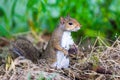 Eastern Gray Squirrel in natural habitat in southern marsh Royalty Free Stock Photo