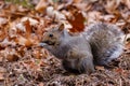 Wild Eastern gray squirrel (Sciurus carolinensis) sitting on ground eating seed during fall. Royalty Free Stock Photo