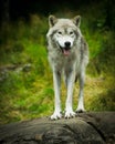 Wild, Eastern Gray Timber Wolf in Natural Habitat Royalty Free Stock Photo