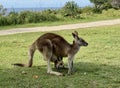 A wild eastern grey kangaroo with a joey in her pouch on a tropical island, Australia