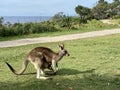 A wild eastern grey kangaroo with a joey in her pouch on a tropical island, Australia