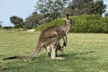 A wild eastern grey kangaroo with a joey in her pouch on a tropical island, Australia