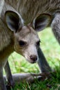 A wild eastern grey kangaroo joey peeping out from its mother`s pouch on a tropical island, Australia Royalty Free Stock Photo