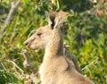 Eastern grey kangaroo in the wild