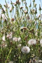 Wild Eastern Groundsel After flowering