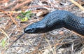 Wild Eastern Indigo snake Drymarchon couperi