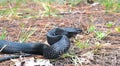 wild Eastern Indigo snake (Drymarchon couperi) with tongue out slithering over long leaf pine needles Royalty Free Stock Photo